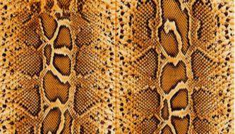 Коллекция бесплатных текстур кожи змеи для дизайнеров
