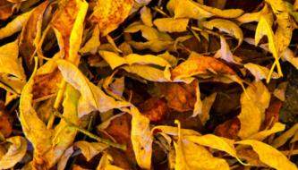 Подборка текстур высушенных листьев