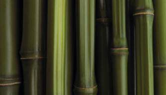 Бесплатная подборка Бамбуковых текстур для вашего дизайна